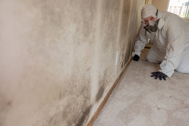 Best Comprehensive Air Testing for Mold Contaminants  in Zionsville, IN